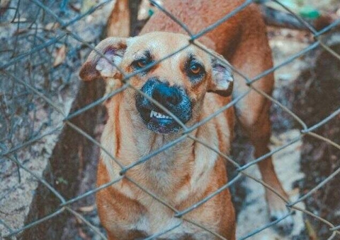 Caso de raiva animal é registrado no Rio de Janeiro após 26 anos
