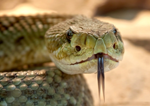 Casal encontra uma cobra e seus 17 filhotes debaixo da cama 