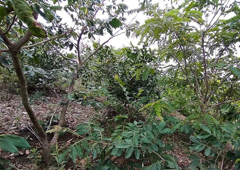 Brasil passa a fazer parte do Protocolo de Nagoia sobre biodiversidade