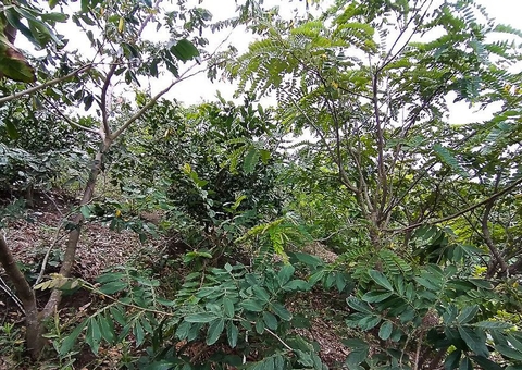 Projeto refloresta propriedades rurais em área de Mata Atlântica