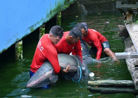 Morador do Parque 10 volta a ser multado por manter animais em cativeiro sem licença