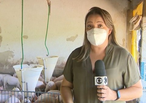 Vídeo: Repórter da Globo é atacada por porcos durante gravação em fazenda