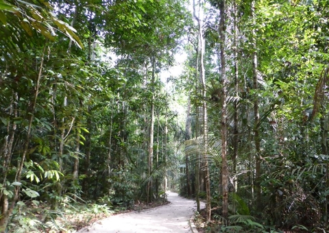 5 adolescentes desaparecem em mata da reserva Adolpho Ducke em Manaus