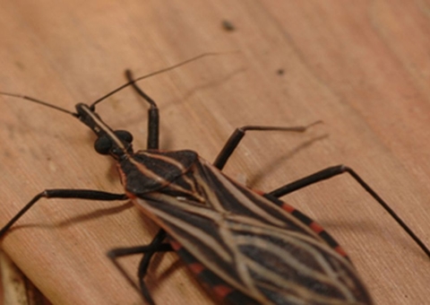 Fiocruz: acordo vai combater transmissão congênita da doença de Chagas