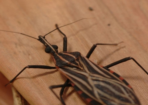 Variante genética protege indígena da Amazônia contra doença de Chagas