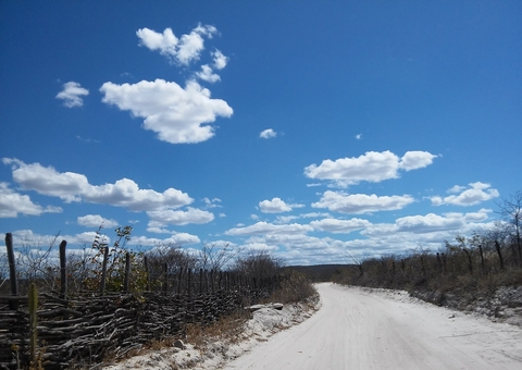Pesquisa analisa planta da caatinga que pode ser boa para a memória