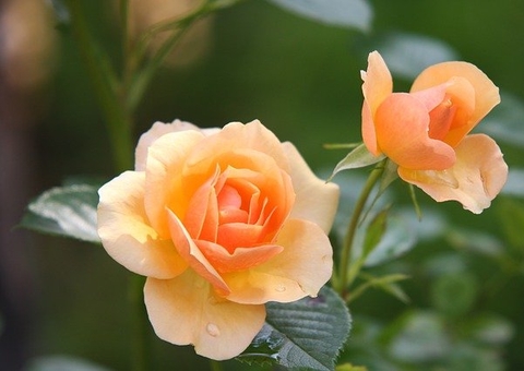 Jardinagem é aliada para enfrentar o isolamento durante pandemia