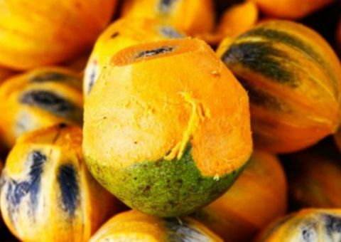 Manacapuru alerta população para evitar comer tucumã após morte de criança no Amazonas 