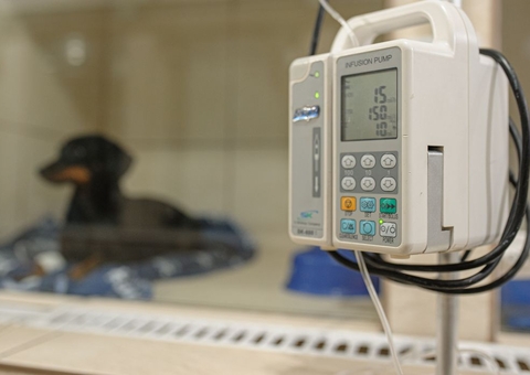 Pesquisa mostra taxa maior de infecção de animais pela covid-19