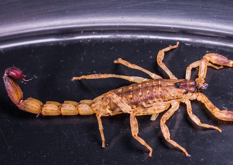 Menino de 5 anos morre após ser picado por escorpião escondido em sapato