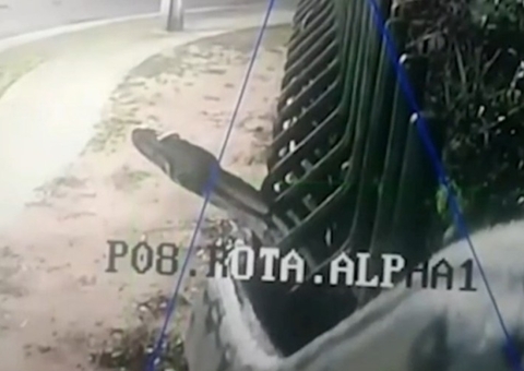 Câmera de segurança registra cobra gigante em muro de condomínio de Manaus