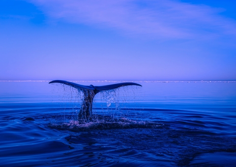 4 mistérios do fundo do mar que ainda não possuem respostas
