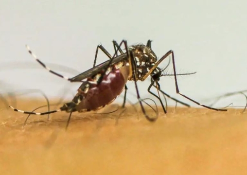 Com 6,3 milhões de casos prováveis, Brasil lidera ranking de dengue