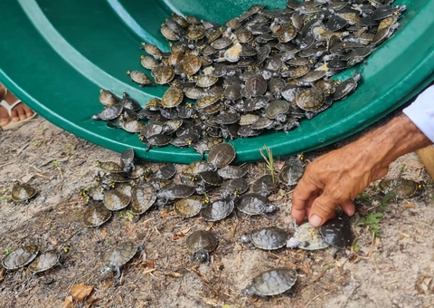 RDS Juma devolve 604 filhotes de quelônios à natureza em primeira soltura