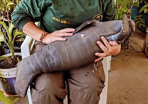 Filhote de peixe-boi é resgatado preso em rede de pesca em Urucurituba