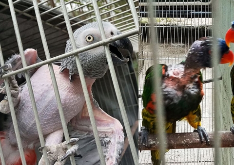 Animais silvestres que sofriam maus-tratos são resgatados pela PF