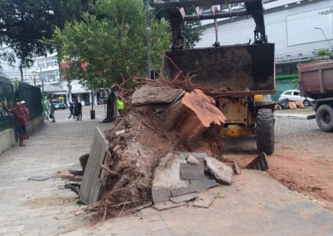 Árvores com risco de tombamento são cortadas no Centro de Manaus