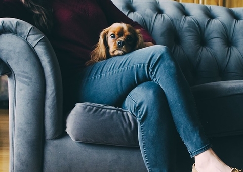 Mulher ganha direito a visitação fixa à cachorra que ficou com ex