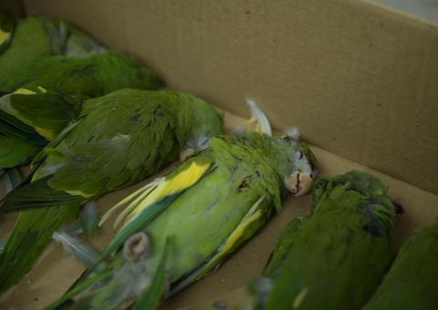 Imprudência no trânsito mata e fere dezenas de periquitos na Av. Ephigênio Salles