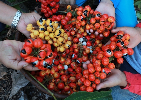 Sepror-AM e Embrapa promovem workshop sobre Cadeias Produtivas Prioritárias, com foco no guaraná