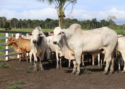 Amazonas inicia primeira etapa da última campanha de vacinação contra febre aftosa