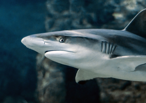 Pescador registra imagens de ovo de tubarão em Fernando de Noronha