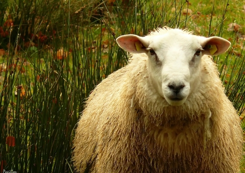 Primeiro mamífero clonado, Dolly completaria hoje 25 anos