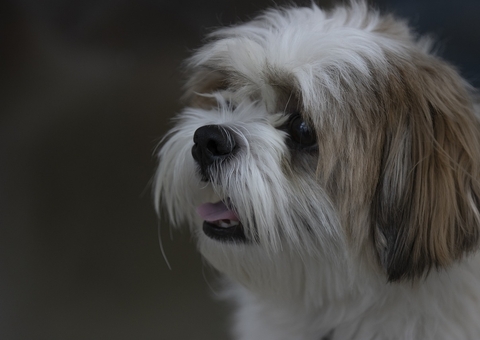 Cão morre após ser atingido por paulada durante briga de casal