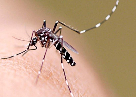 Pessoas que tiveram dengue têm mais chances de terem sintomas de Covid-19