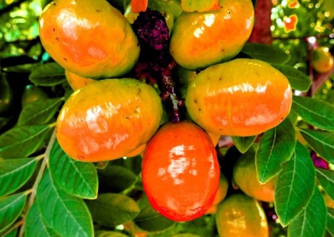 Homem que engoliu mais de 100 caroços é encontrado morto ajoelhado em pia