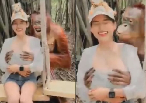 Orangotango agarra seios de turista durante foto em parque; Cena viralizou