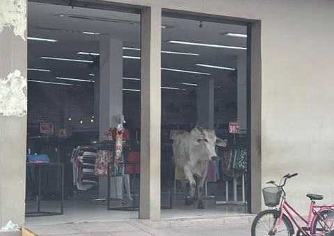 Boi invade lojas e causa desespero no Amazonas