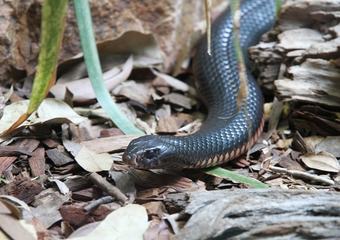 Idoso morre após ser picado por cobra em comunidade no Amazonas