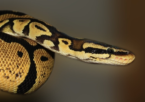 Mulher é presa com cobra e drogas escondidas em casa no Amazonas