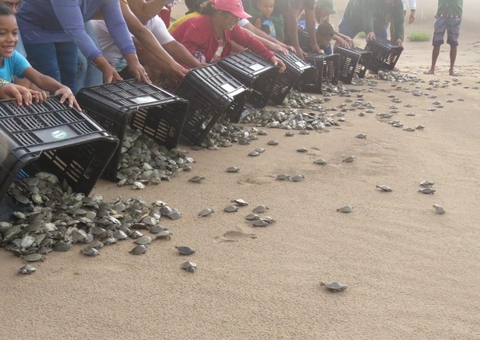 Cerca de 15 mil filhotes de quelônios são devolvidos à natureza no Amazonas