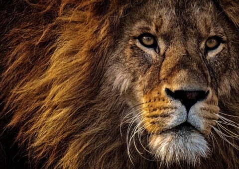 Quase 12 milhões de contribuintes enviaram declaração do IR