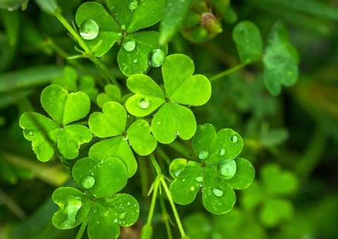 Simpatias fáceis para fazer na virada de ano e atrair amor e dinheiro