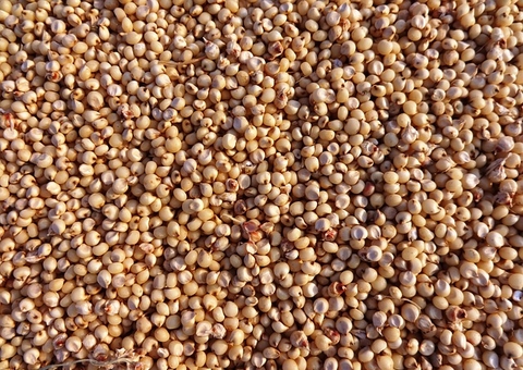 Conheça o cereal que pode prevenir doenças crônicas