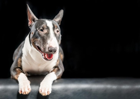 Justiça mantém posse de animal de estimação com mulher após briga com ex-namorado