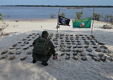 Polícia apreende mais de cem quelônios em canoa em Novo Airão
