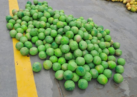 Cocaína em forma de limões avaliada em mais de R$ 2 milhões é apreendida em Coari