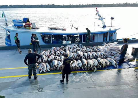 Polícia apreende mais de 9 toneladas de pirarucu ilegal no porão de barco 