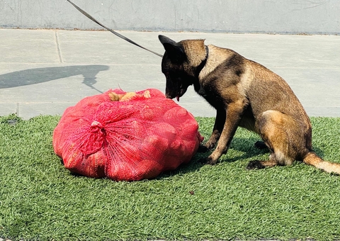 Drogas em formato de batatas são apreendidas em embarcação em Coari