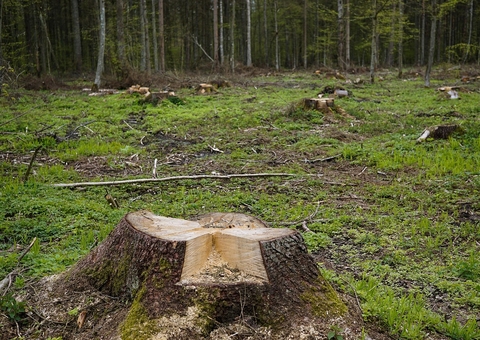 Produtor rural é condenado por desmatar 166 hectares de floresta no interior do Amazonas