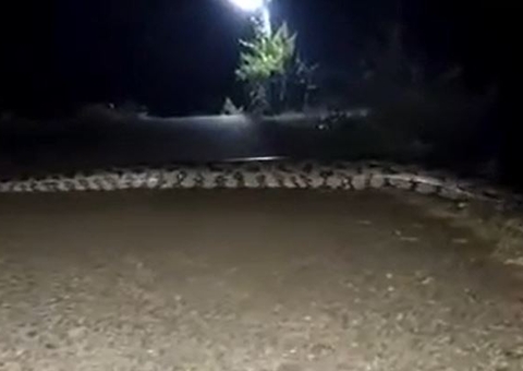 Sucuri gigante é flagrada atravessando estrada em Japurá; veja vídeo