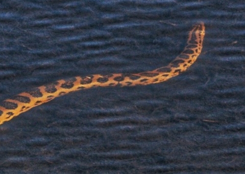 Sucuri de mais de 2 metros é flagrada 'tomando sol' em lago; Veja foto