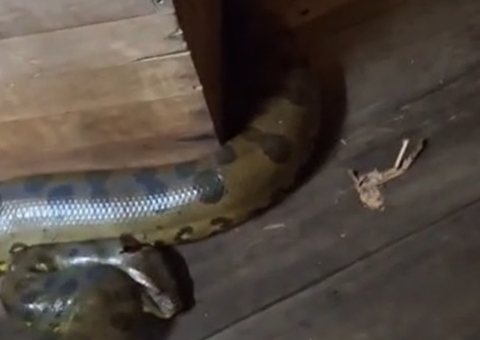 Morador acorda para beber água e encontra sucuri gigante em casa; vídeo