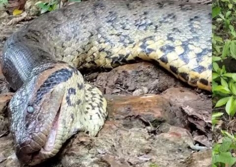 Sucuri amazônica de quase 7 metros que viralizou nas redes sociais é encontrada morta