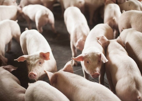 Veterinários da Adaf recebem treinamento para tratar da Peste Suína