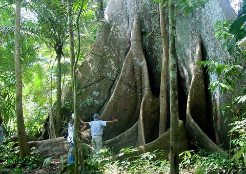 No dia da árvore, conheça um pouco da Sumaúma, a rainha gigante da floresta